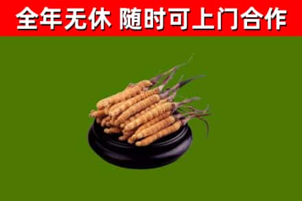 咸阳烟酒回收冬虫夏草.jpg
